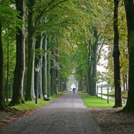 Natur Schlosspark Nordkirchen mit Baumallee