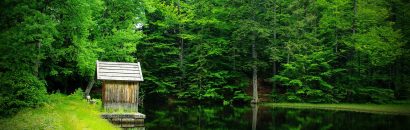 Bayerischer Wald See im dicht zugewachsenden Wald