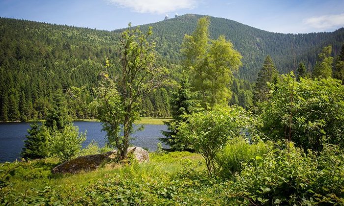 Großer Arberi Berg Großer Arber und Wälder