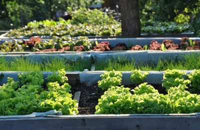 Gemüsegarten Ordentlich gepfleter Gemüsegarten