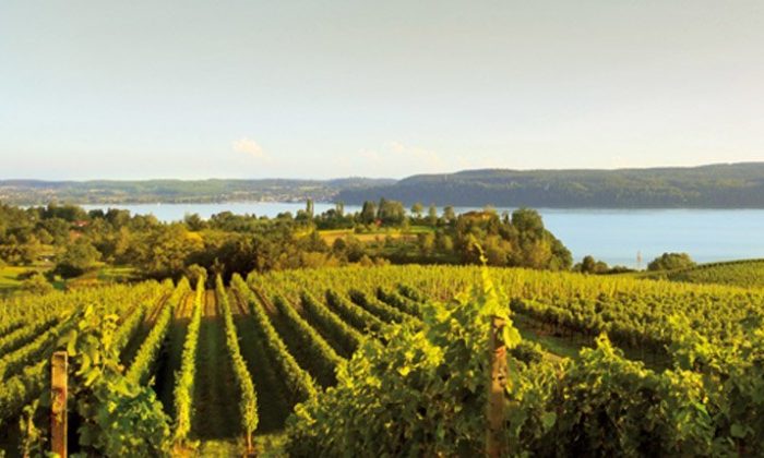 Der Bodensee Grüne Weinfelder