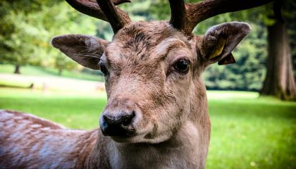 Natur Hirsch in der Nahaufnahme