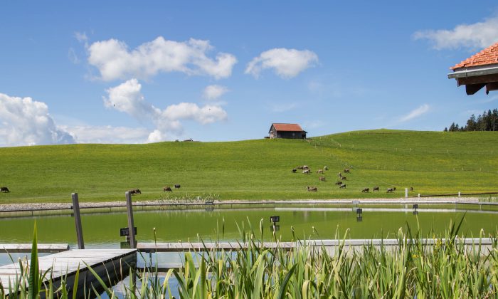 Naturbadesee  Grüne Wiese neben dem 2.500 m² Naturbadesee