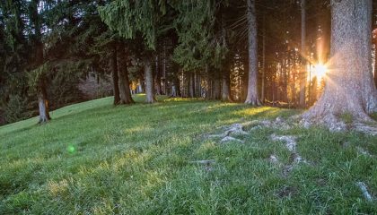 Waldbaden Wiese und Bäume im Wald bei Sonnenuntergang