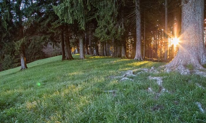 Waldbaden Wiese und Bäume im Wald bei Sonnenuntergang